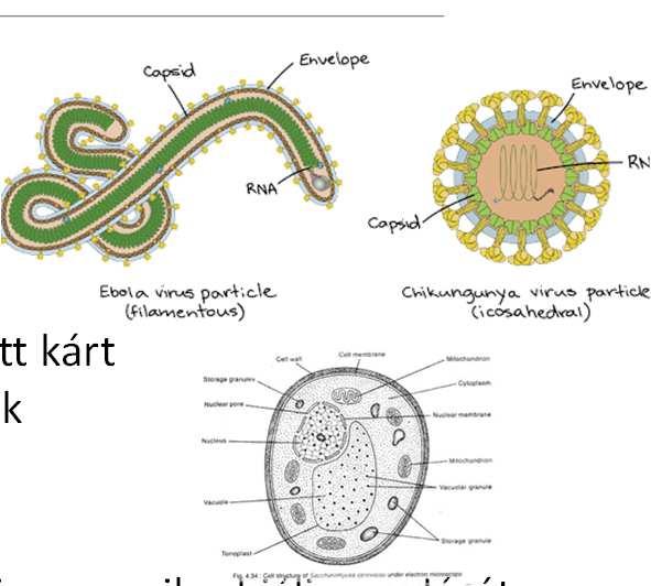 szállítási, tárolási körülmények között kárt nem okoz, viszont a technológia megfelelő szintjén és szokásos számban való jelenlétével hozzájárul a végtermék jellegének kialakításához