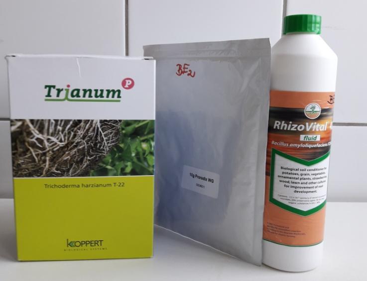 9. ábra: Balról jobbra BE1: Trianum P Trichoderma harzianum, BE2: Proradix WG Pseudomonas sp.