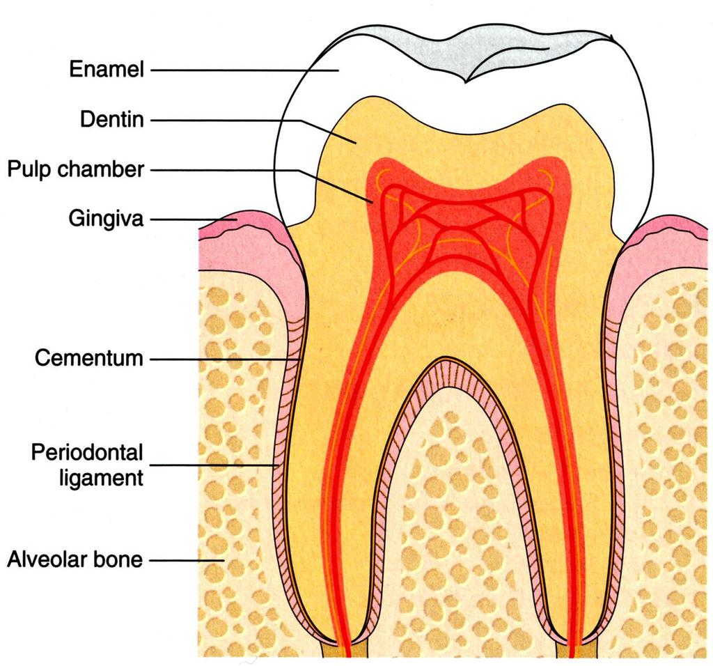 Fogzománc Fogkorona Fogbél (pulpa) Foghús (gingiva) Fognyak Ligamentum periodontale