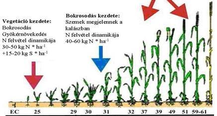 környezeti tényezők hatása legjelentősebb a vetés és a kelés időszakában, s ekkor is nagyon erőteljes a talajviszonyok befolyása (STRECK et al., 2003, VARGA-HASZONITS és VARGA, 2013).
