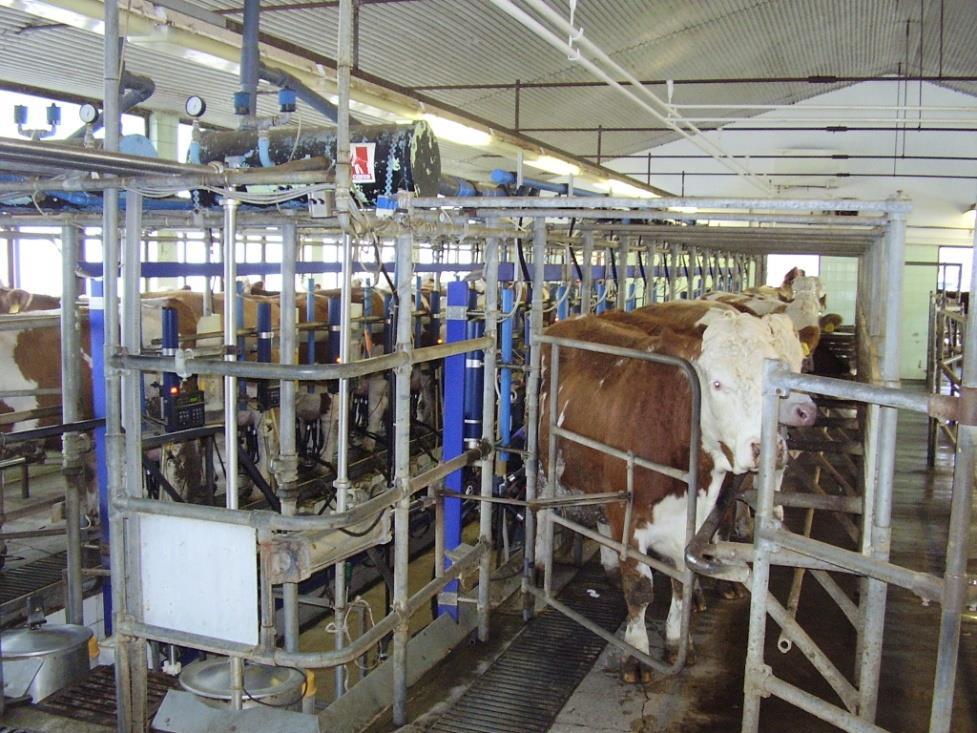 A vizsgált tenyészetekben, ugyanabban az évben történt a vizsgálat, januári kezdettel, és nagyjából egy teljes laktációra terjedt ki (kivéve Józsefmajorban, ahol az előző év decemberében indult a