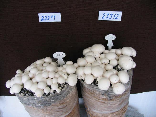 1. fotó Agaricus bisporus