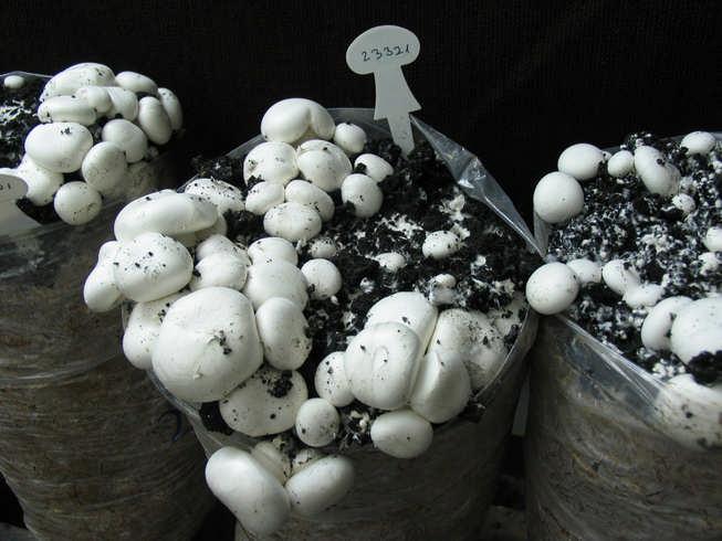3. fotó Agaricus bitorquis nedvesen hőkezelt lel dúsított szalmán Az Agaricus