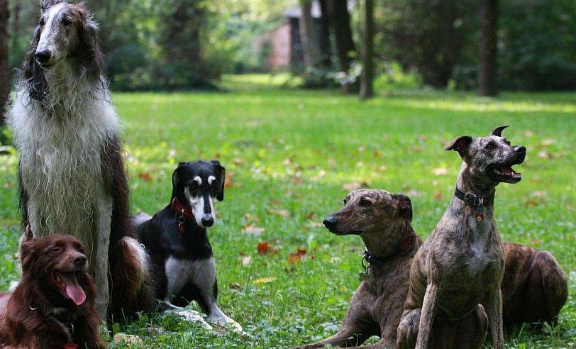 2 Irodalmi áttekintés 2.1 Az agár fajtacsoportról általában (Sighthounds) Az agarak származására vonatkozóan több elmélet is született már.