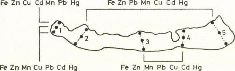 A Balatonban mindhárom évszakban fellelhető faj, az Eudiaptomus gracilis nyári generációinak életideje 3-4 hét, a tavasziaké és őszieké ennél jóval hosszabb, 2 3 ill. 3 4 hónap (P. ZÁNKAI, 1979).