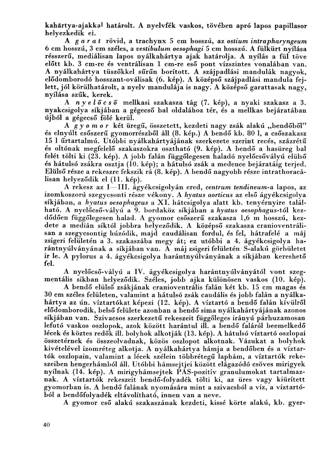 kahärtya-ajakkal határolt. A nyelvfék vaskos, tövében apró lapos papillasor helyezkedik el.