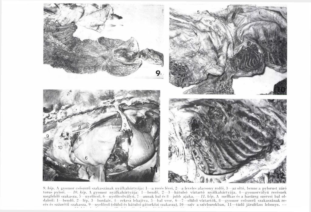 y. kép. A gyomor csőszerű szakaszának nyálkahártyája: I a recés lécei, 2 a leveles alacsony redői, 3 az oltó, benne a pvlorust záró torus pylori. 10. kép. \ gyomor nyálkahártyája: 1 bendő, 2 3 hátulsó víztartó nyálkahártyája, 4 gyoinorvályú recésnek megfelelő szakasza, ö nyelőcső, 6 nyelőcsőválvú, 7 annak bal és 8 jobb ajaka.