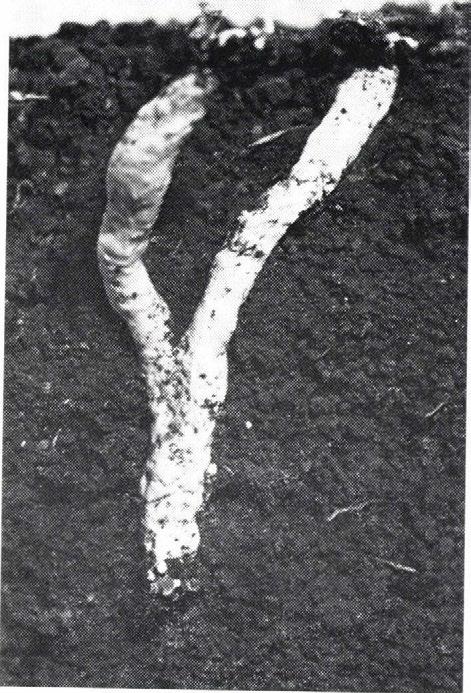 2. ábra.