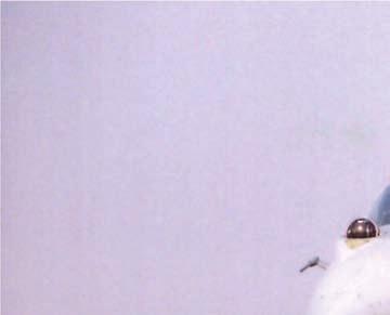 4. ábra. MiG 29 UB (27-es), Sz 8-as rakétalővészeten. Kecskemét, 2007. április 3. 5. ábra. MH 59. Kecskemét. Éles rakétafegyverzet október 25-ével meg is kezdődött és 1994.