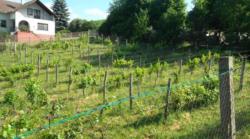 Kertes (mezőgazdasági) területek A korábban nagy jelentőségű szőlészet és gyümölcstermesztés nyomai még fellelhetők a Sárisáp domboldalain, melyek a pincék is a borászat egykori virágzásáról