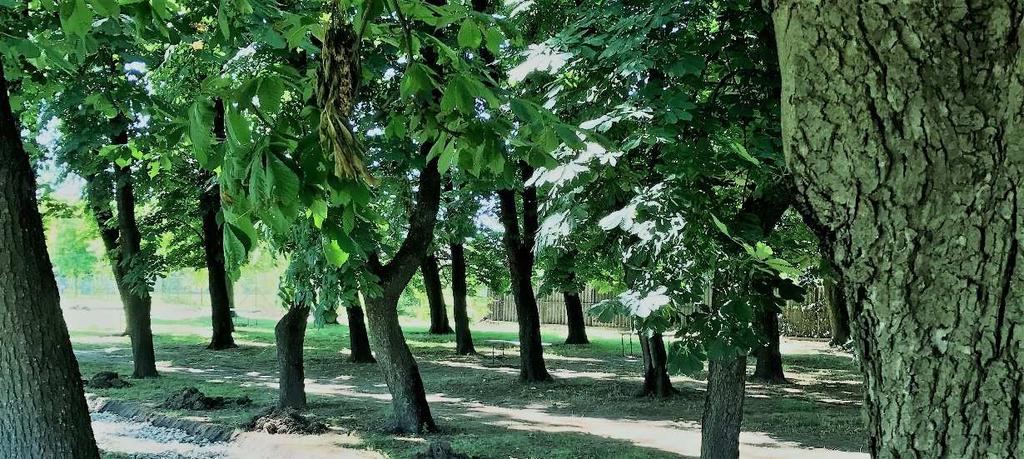 Építészeti útmutató 56 KÖZTEREK, KÖZPARKOK, KÖZKERTEK A település, településrész azon találkozási pontjai ahol a természethez kapcsolódva, szabadban élhetjük meg a helyi közösséghez való