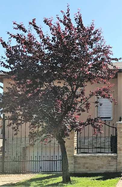 kialakítása ne terhelje a környezetünket. A kertben pergola kialakítható, melynek anyaga fa vagy favázas legyen.