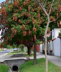 6. ÁLTALÁNOS