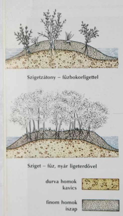 fűzbokorligetek, fűz-nyár ligeterdők,