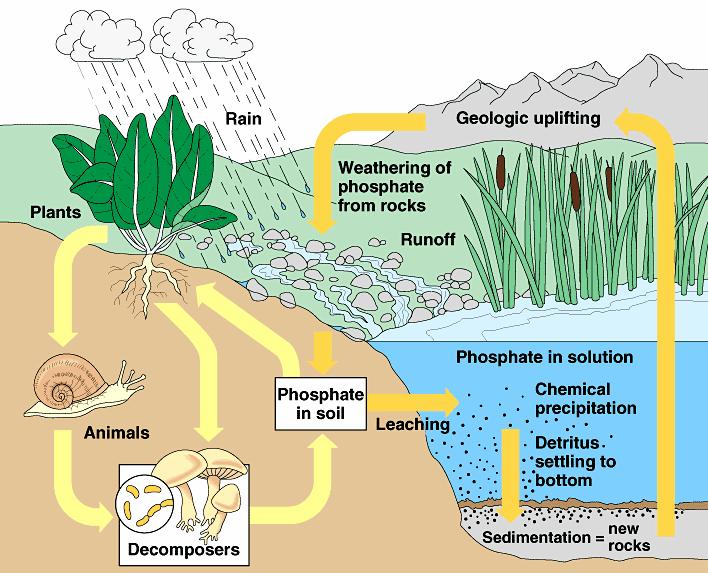 A foszfor körforgása Phosphorus Cycle Eső Geológiai felemelkedés Növények Kőzetek mállása Lehordás Foszfát