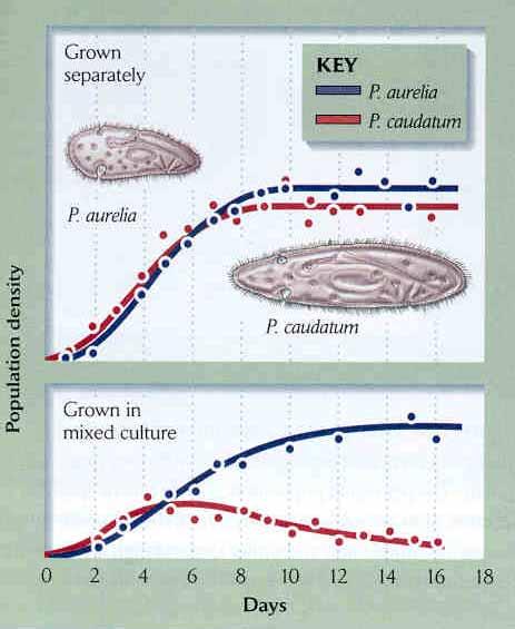 Kompetitív kizárás elve (Gauze( Gauze-elv) két versengő faj csak niche-differenciációval élhet együtt állandó környezetben két faj egy forráson nagy