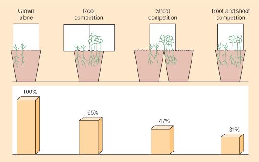 Gyökér- és hajtás-kompetíció