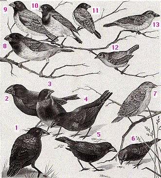 Darwin pintyek, Galapagosz szigetek Adaptív radiáció. 1. Large cactus finch (Geospiza. conirostris) 2. Large ground finch (Geospiza magnirostris) 3. Medium ground finch (Geospiza fortis) 4.