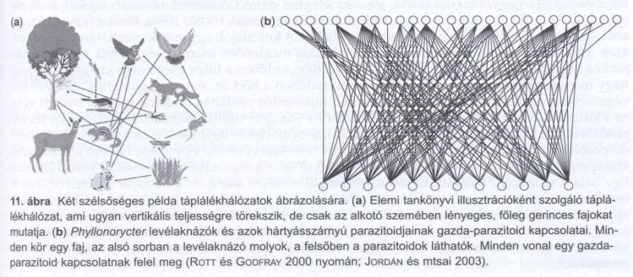 . Táplálékhálózatok ábrázolása valóság és egyszerűsítés -