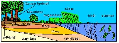 Közösségek dinamikája Szukcesszió folyamata A társulások időbeli egymás után következése, változik a fajösszetétel, a közösség szerkezete és működése - Másodlagos szukcesszió a folyamat nem a