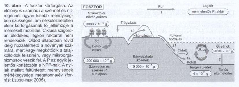 Biogeokémiai ciklusok Foszfor Kőzetek (apatit) jelentős szerepe a ciklusban Jelentős emberi hatás (műtrágyák, mosószerek) a növények számára