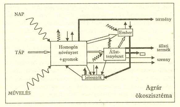 Az egyes boxok méretei az élőtömeget jelzik. Hullámos nyíl energiát, egyenes vonal anyagot, kettős vonal energiadús anyagot (tápanyagot) jelöl.