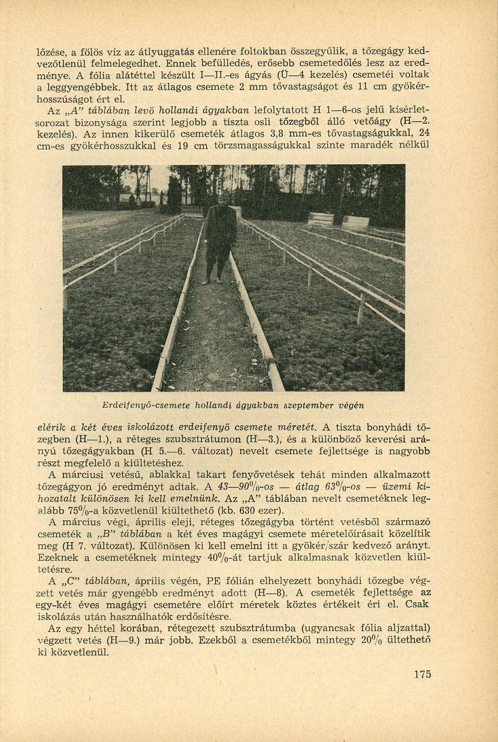 lőzése, a fölös víz az átlyuggatás ellenére foltokban összegyűlik, a tőzegágy kedvezőtlenül felmelegedhet. Ennek befülledés, erősebb csemetedőlés lesz az eredménye. A fólia alátéttel készült I Il.