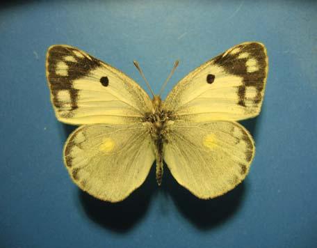 C. chrysotheme eratoid hibridje. Több nemzedékkel korábbi erate-kopuláció hatásai fedezhetõk fel ezen az eltérésen.