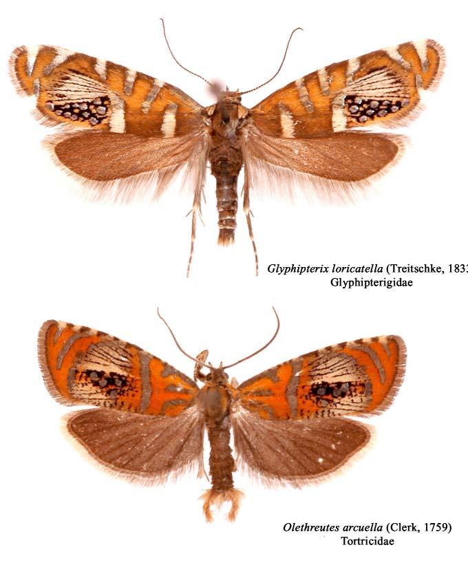 Kun András: A budai szakállasmoly (Glyphipteryx loricatella) Néhány szó a budai szakállasmoly határozásával kapcsolatban.