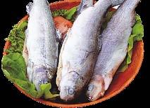 glazúr 5% 500-800 g ömlesztett 2,5 kg Tilápiafilé, 25-30% glazúr, 5 kg Nílusi
