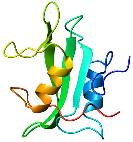 Polipeptidek és fehérjék térszerkezete A ma