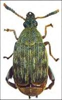 Acanthoscelides obtectus Babzsizsik Byctiscus betulae Szivarsodró eszelény=szőlő levélsodró