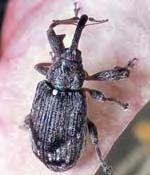Ormányosbogarak Scolytidae Szúbogarak Lárvák 1 nemz./év Imágó 1 nemz./év 1 nemz.