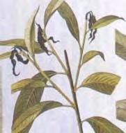 Anarsia lineatella Barackmoly Grapholitha molesta Keleti gyümölcsmoly Laspeyresia pomonella Almamoly