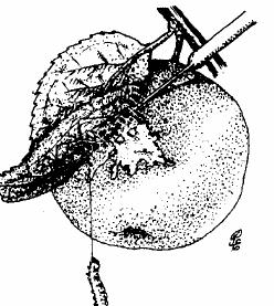 Adoxophyes reticulana Almailonca Lobesia botrana Tarka szőlő/fürt/moly Synanthedon