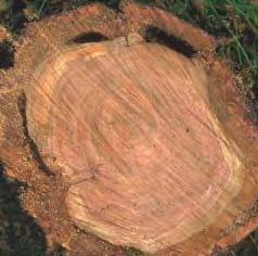 Cossus cossus Nagy farontólepke Operophthera brumata Kis