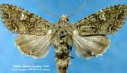Mamestra brassicae Káposzta bagolylepke