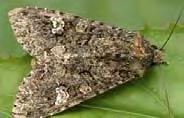Bagolylepkék Lymantriidae Gyapjaslepkék 2 nemz.