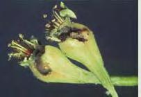 Hoplocampa minuta Poloskaszagú szilvadarázs Eriophyes vitis Szőlő gubacsatka Tenthredinidae Levéldarazsak Eriophyidae