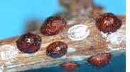Parthenolecanium corni Közönséges teknős pajzstetű Quadraspidiotus perniciosus Kaliforniai