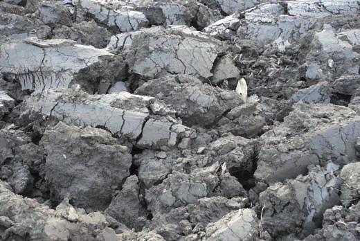 tanulságokkal szolgált. Sokan úgy vélik, aláforgatva ezeknek a gyomoknak a magvai elpusztulnak, ezért nem törődnek vele, ha a tarlókon, vagy a kapás növények között magot érlelnek.