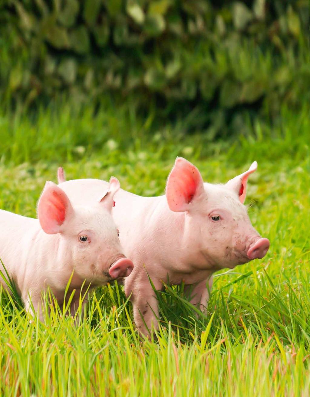 FARM INFO A Bonafarm-Bábolna Takarmány Kft.
