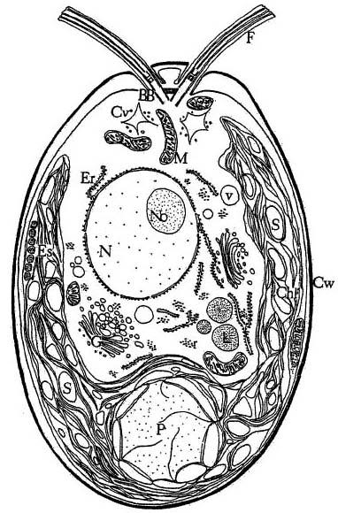 1. ábra Chlamydomonas reinhardtii.