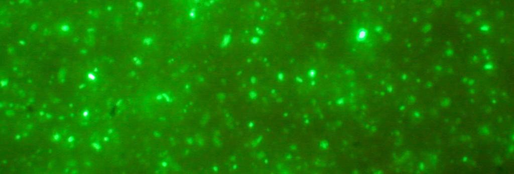 1 A diazotróf baktérium partner Kísérleteinkbe az Azotobacter vinelandii [DSM 85] törzset vontuk be, melynek genomjába egy korábbi együttműködés keretében a gödöllői Mezőgazdasági Biotechnológiai