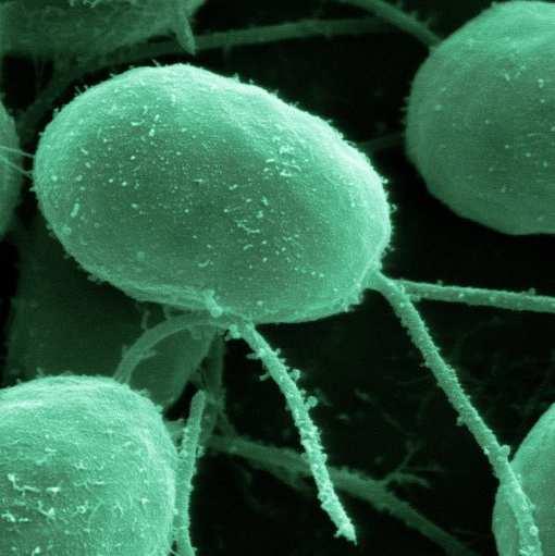 változó mértékben - viszonylag könnyen kezelhető az in vitro rendszere, mind a kalluszképzés, növényregeneráció, mind a mikroszaporítás szempontjából.