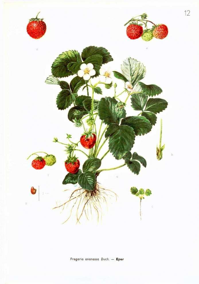 ábra Szamóca (Fragaria x ananassa) 4.1.