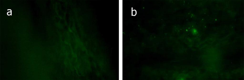 5.1.4. A green fluorscent protein gént tartalmazó baktériumok kimutatása a belőtt célszövetekben 5.1.4.1. A baktériumok kimutatása
