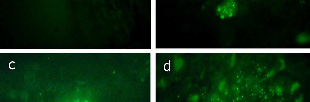 Az epifluoreszcens mikroszkóppal készített felvételek a 13. ábrán egyértelműen igazolják a kontroll levélhez képest (13.