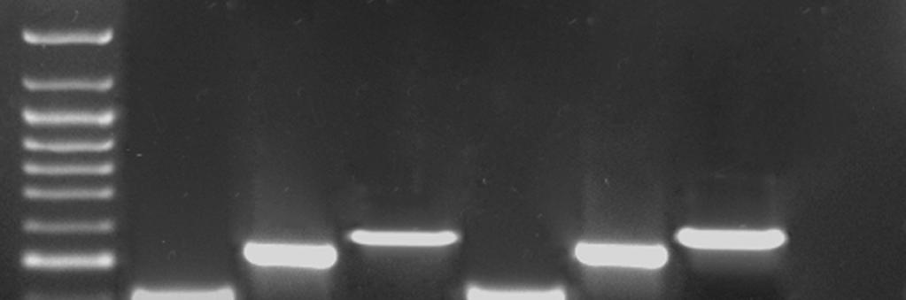 infectoria ITS1F és ITS4 primerek segítségével történő kimutatása PCR technikával a törzsek