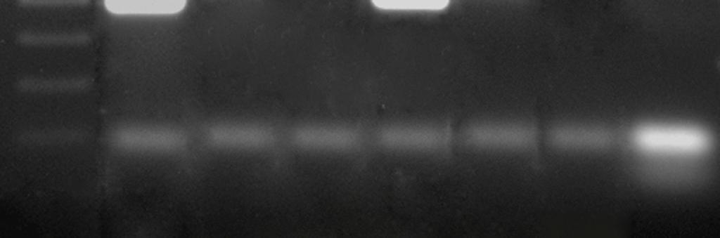 M: molekulasúly marker (GeneRuler TM DNA Ladder Mix); 1: C. reinhardtii genomi DNS; 2: A.